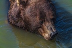 0613-kodiak bear