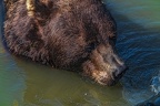 0614-kodiak bear