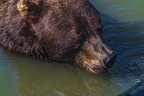 0615-kodiak bear