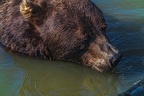 0616-kodiak bear