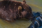 0617-kodiak bear