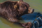 0619-kodiak bear