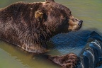 0621-kodiak bear