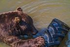 0623-kodiak bear