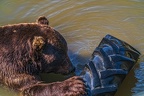 0624-kodiak bear