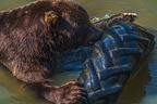 0626-kodiak bear