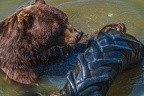 0632-kodiak bear