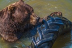 0633-kodiak bear
