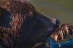 0635-kodiak bear