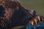 0637-kodiak bear