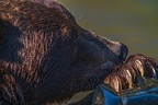 0638-kodiak bear