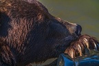 0640-kodiak bear