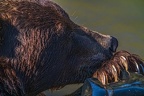 0641-kodiak bear