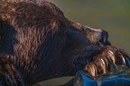 0642-kodiak bear