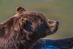 0643-kodiak bear