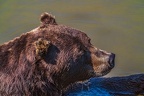 0645-kodiak bear