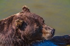 0646-kodiak bear