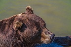 0647-kodiak bear