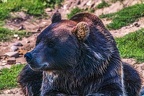 0650-kodiak bear