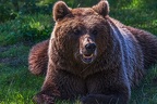 0651-kodiak bear