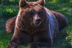 0652-kodiak bear