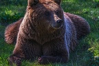 0654-kodiak bear