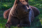 0655-kodiak bear