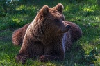 0656-kodiak bear
