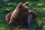 0657-kodiak bear