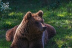 0658-kodiak bear