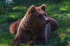 0659-kodiak bear