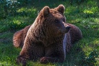 0660-kodiak bear