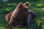 0661-kodiak bear