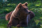 0662-kodiak bear