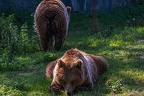 0663-kodiak bear