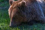 0664-kodiak bear
