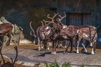 0666-reindeer