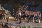 0667-reindeer