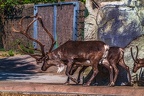 0681-reindeer