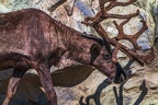 0697-reindeer