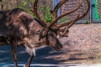 0701-reindeer