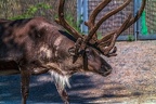 0702-reindeer