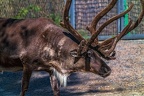 0703-reindeer