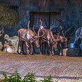 0707-reindeer