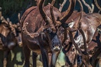 0709-reindeer