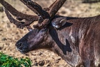 0732-reindeer