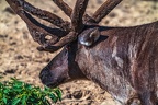 0733-reindeer