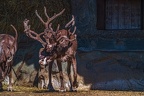 0738-reindeer