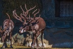 0739-reindeer