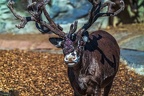 0743-reindeer